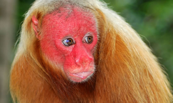 Amazon Florest animals Brazil