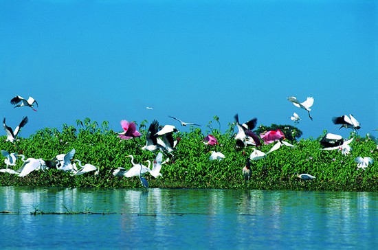 Birds at the wetlands of Brazilian Pantanal