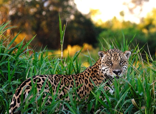 Wild Jaguar from the wetlands of Brazilian Pantanal